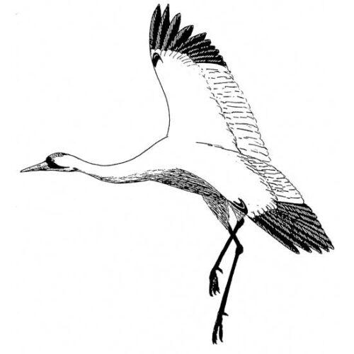 Don't Miss the Whooping Crane Migration